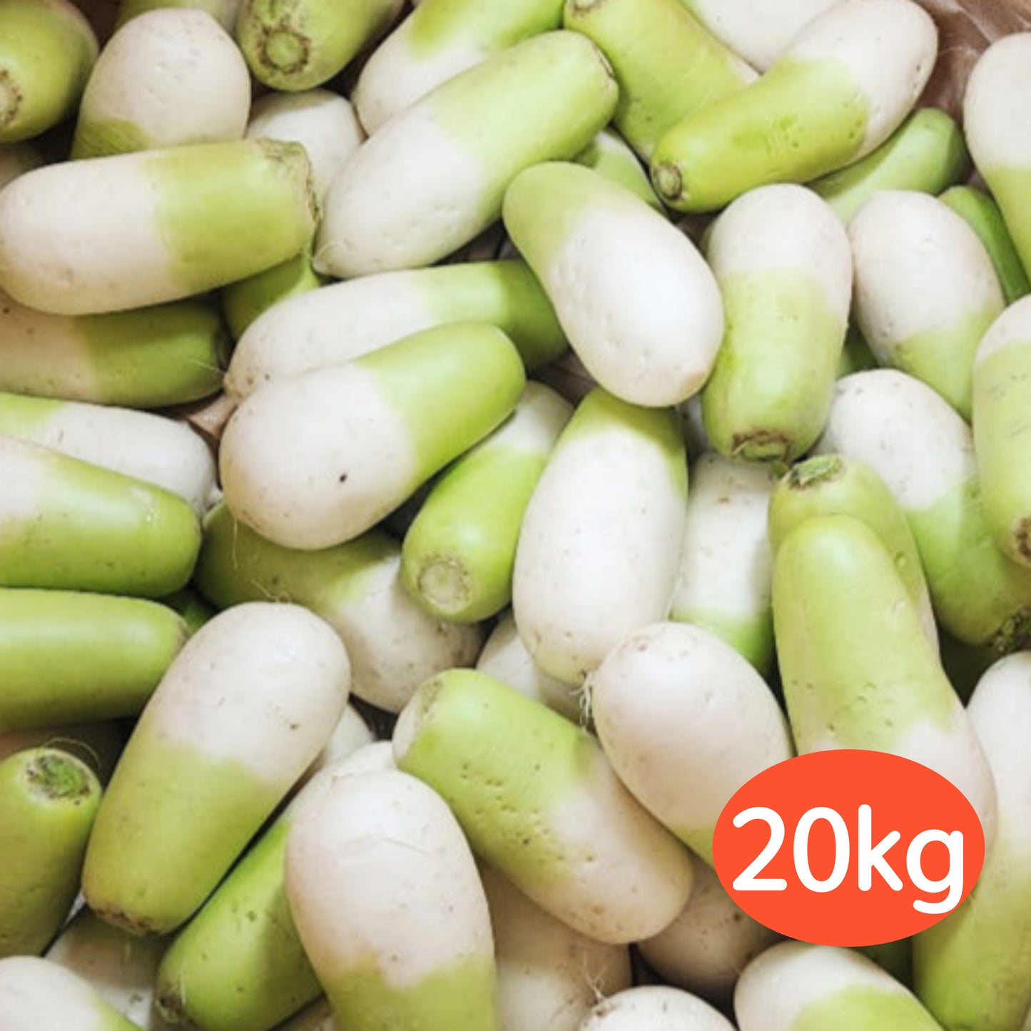 Jeju Washed Winter Radish 20kg 제주 세척 월동무 20kg