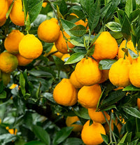 [New Year Gift Set]Red Hyang & Hallabong Mixed Gift Set 레드향&한라봉 혼합 선물세트 2kg/3kg/5kg