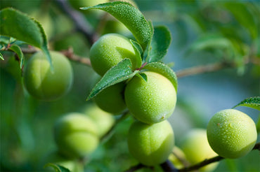 [Bundle of 2][Woongjin] Korea Green Plum Juice Chorok Maesil 180ml / 웅진 초록매실 캔 180ml