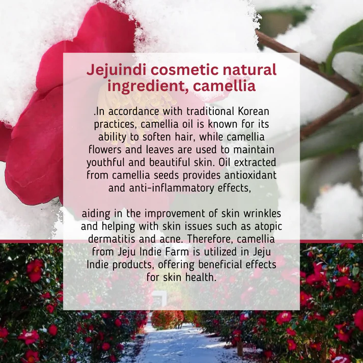 [Jejuindi] Camellia Blossom Sun Cream 50ml / 카멜리아 블러썸 선 크림