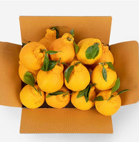 [New Year Gift Set]Red Hyang & Hallabong Mixed Gift Set 레드향&한라봉 혼합 선물세트 2kg/3kg/5kg