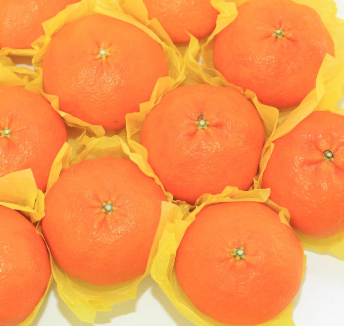 Korea Jeju Redhyang Mandarin Orange Gift Box 제주 레드향 3kg