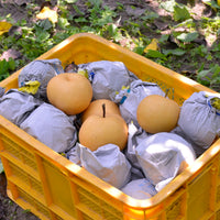 [Chuseok] Premium Singo Pear Gift Set 5kg (6–8 Pears) 신고배 명품 선물세트 5kg(6~8과)