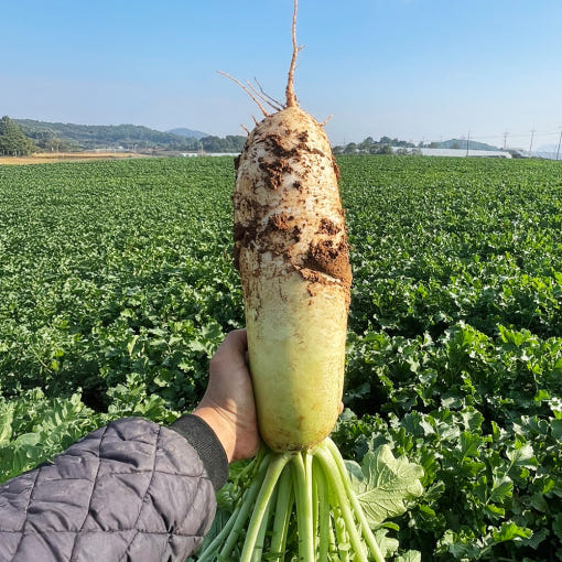 Jeju Washed Winter Radish 20kg 제주 세척 월동무 20kg