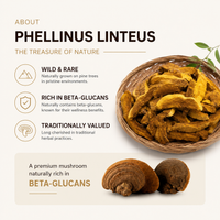 [CH] Premium Mushroom Wellness Drink 80ml*30 Pouches / 천효 상황버섯 발효차 80ml*30포
