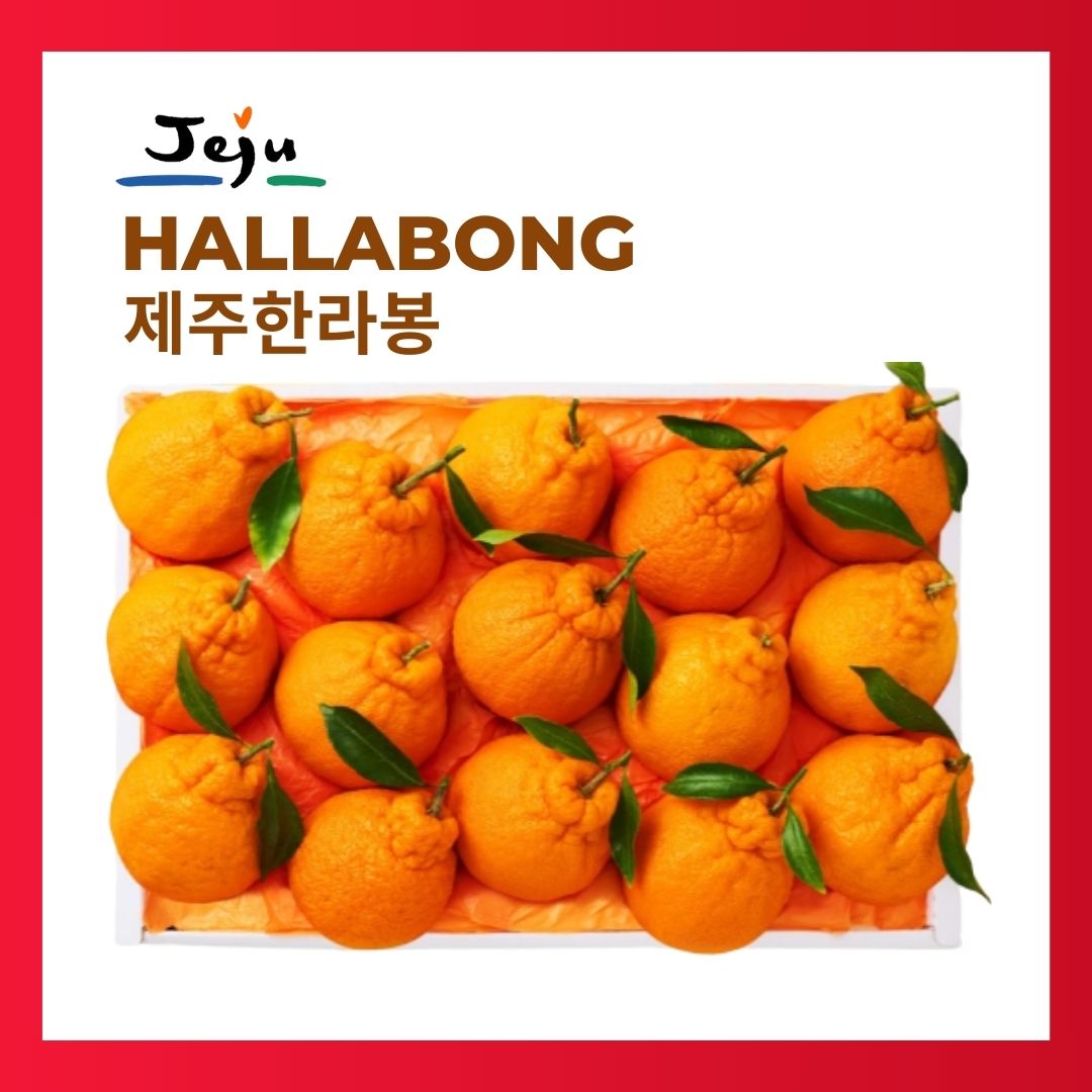 [New Year Gift Set] Korean Jeju Hallabong Mandarin Orange Gift Box 2kg/3kg설 선물세트 한라봉