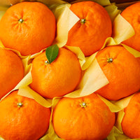 [New Year Gift Set]Red Hyang & Hallabong Mixed Gift Set 레드향&한라봉 혼합 선물세트 2kg/3kg/5kg