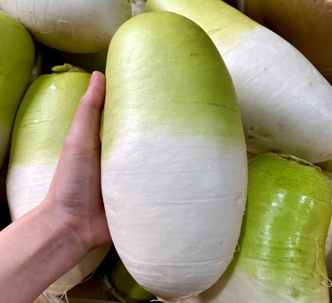 Jeju Washed Winter Radish 20kg 제주 세척 월동무 20kg