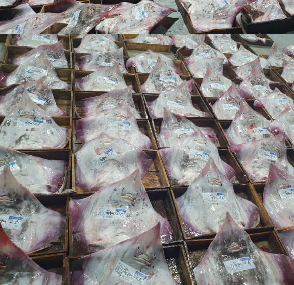 [SUH] Frozen Fermented Skate Wing Slices 190g 수협 냉동 숙성 홍어회 날개 190g