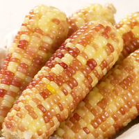 Colourful Boiled corn 2p 알록달록 찰 옥수수 360g (2개입)